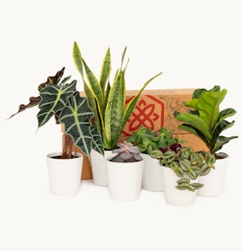 A collection of potted indoor plants featuring various leafy varieties in elegant white pots.