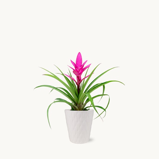 Vibrant pink bromeliad plant with lush green leaves in a decorative white pot.
