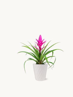 Vibrant pink bromeliad plant with lush green leaves in a decorative white pot.