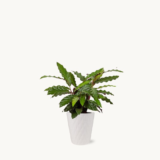 Lush green plant with wavy leaves in a stylish white pot, perfect for home decor.
