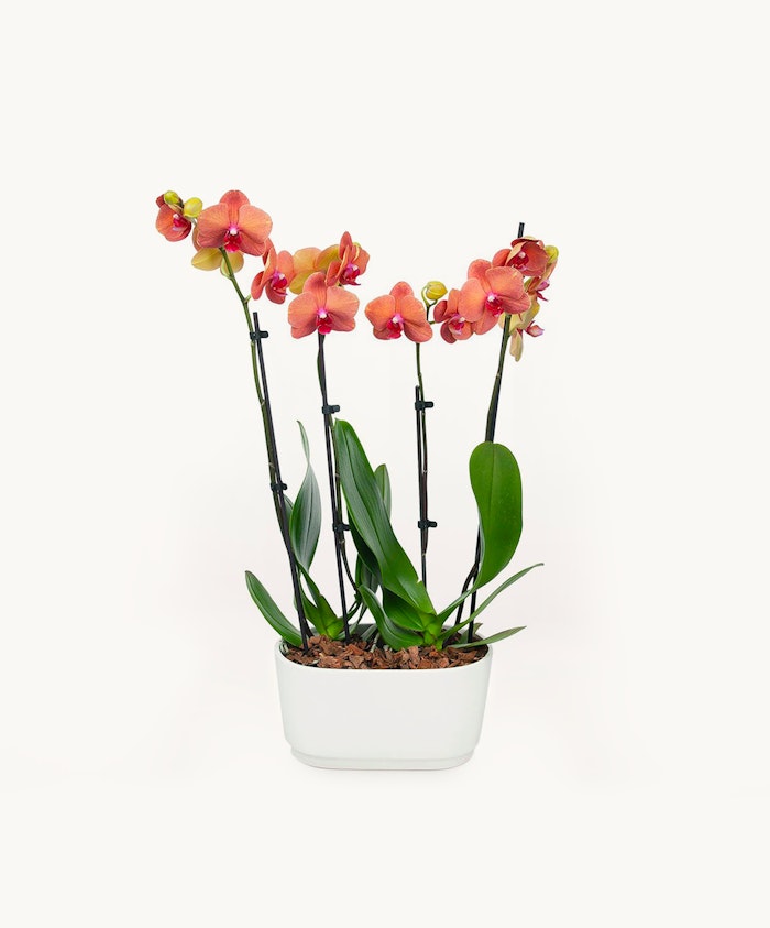 Delicate orange orchids elegantly arranged in a modern white planter, ideal for home decor.
