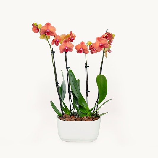 Delicate orange orchids elegantly arranged in a modern white planter, ideal for home decor.