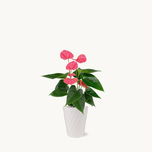 Vibrant pink anthurium plant in a stylish white pot, perfect for home decor.