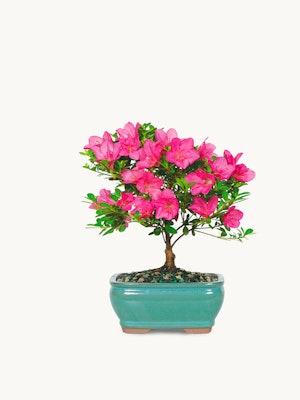 Pink azalea bonsai tree in a stylish teal pot, adding elegance to any decor.