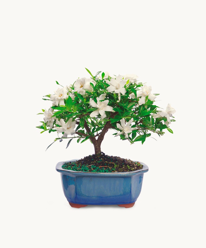 A beautiful bonsai tree featuring white flowers and lush green leaves in a ceramic pot.