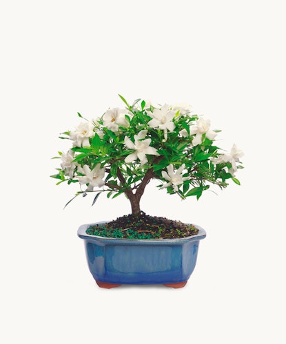 A beautiful bonsai tree featuring white flowers and lush green leaves in a ceramic pot.
