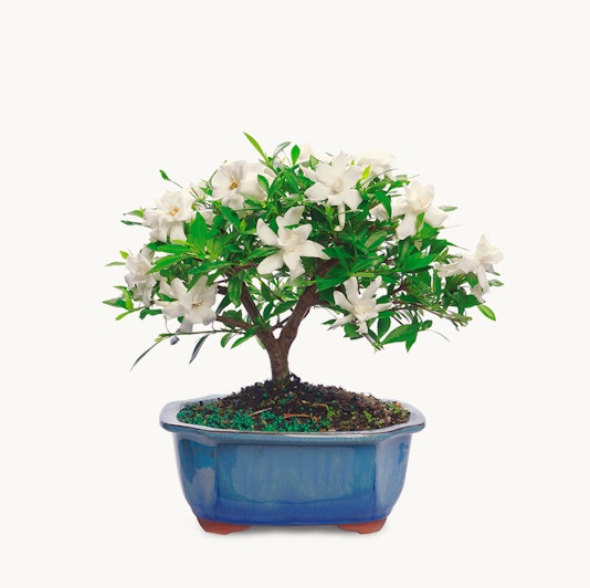 A beautiful bonsai tree featuring white flowers and lush green leaves in a ceramic pot.