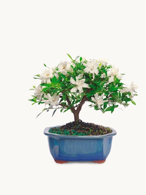 A beautiful bonsai tree featuring white flowers and lush green leaves in a ceramic pot.