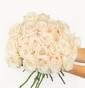 A stunning bouquet of ivory roses held gracefully, perfect for elegant occasions.