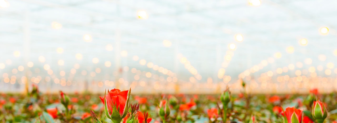 Vibrant orange roses blooming in a greenhouse, illuminated by soft ambient lights.