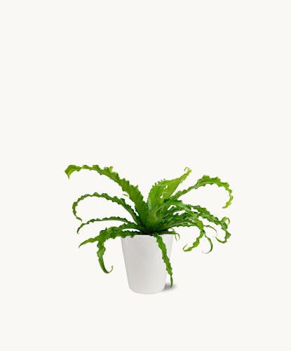 Lush green plant with flowing leaves, elegantly displayed in a modern white pot.