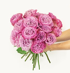 A vibrant bouquet of pink roses, beautifully arranged and freshly picked, held by hands.