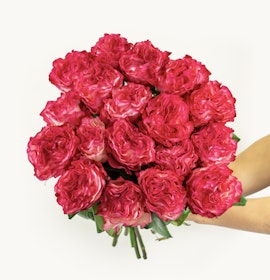 Vibrant bouquet of pink roses held delicately, showcasing lush petals and rich color.