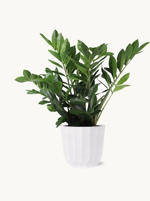 Lush green zz plant in a modern white pot, adding elegance to any space. Perfect indoor decor.