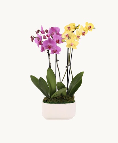 Colorful orchid arrangement with purple and yellow blooms in a sleek white pot.