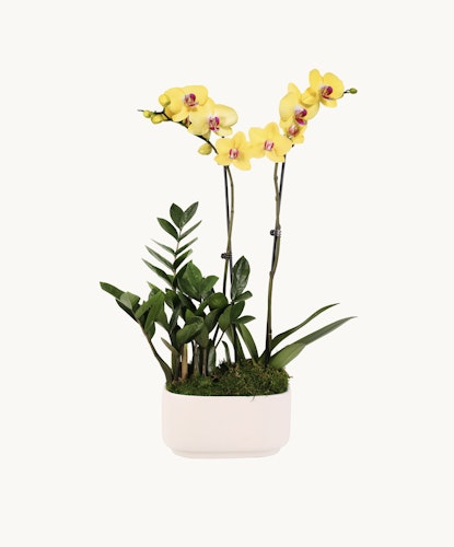 Elegant yellow orchids paired with lush green foliage in a modern white planter.