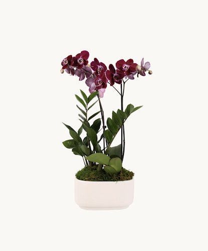 Elegant purple orchid arrangement with lush greenery in a sleek white pot, perfect for home decor.