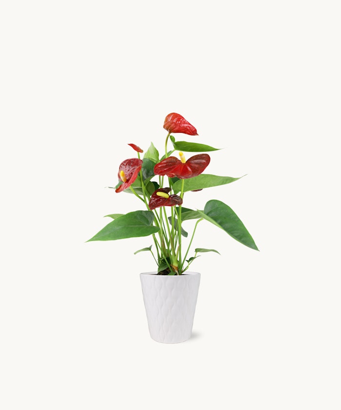 Vibrant red anthurium plant in a textured white pot, ideal for home decor and gifts.