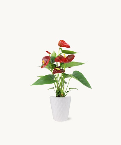 Vibrant red anthurium plant in a textured white pot, ideal for home decor and gifts.