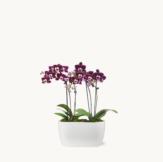 Orchids in a modern white planter, showcasing vibrant purple blooms and lush green leaves.