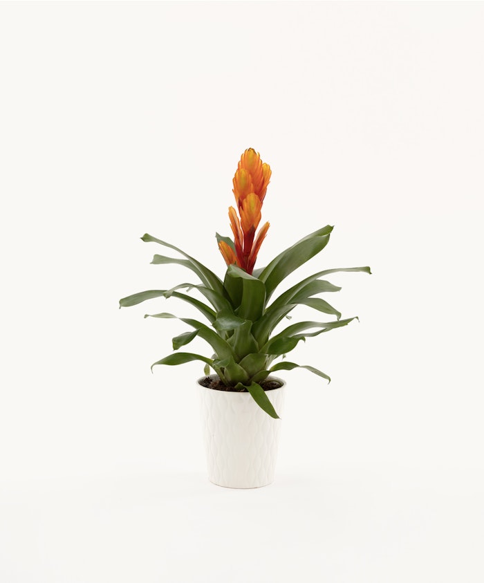Vibrant orange bromeliad blooming atop lush green leaves in a stylish white pot.