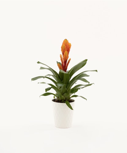 Vibrant orange bromeliad blooming atop lush green leaves in a stylish white pot.