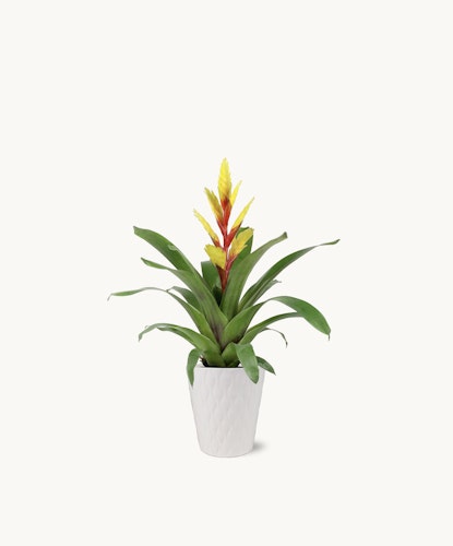 Vibrant bromeliad plant with striking yellow and red blooms in a stylish white pot.