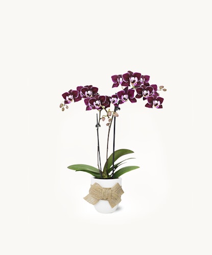 Elegant purple orchids in a white pot, adorned with a decorative bow, ideal for any decor.