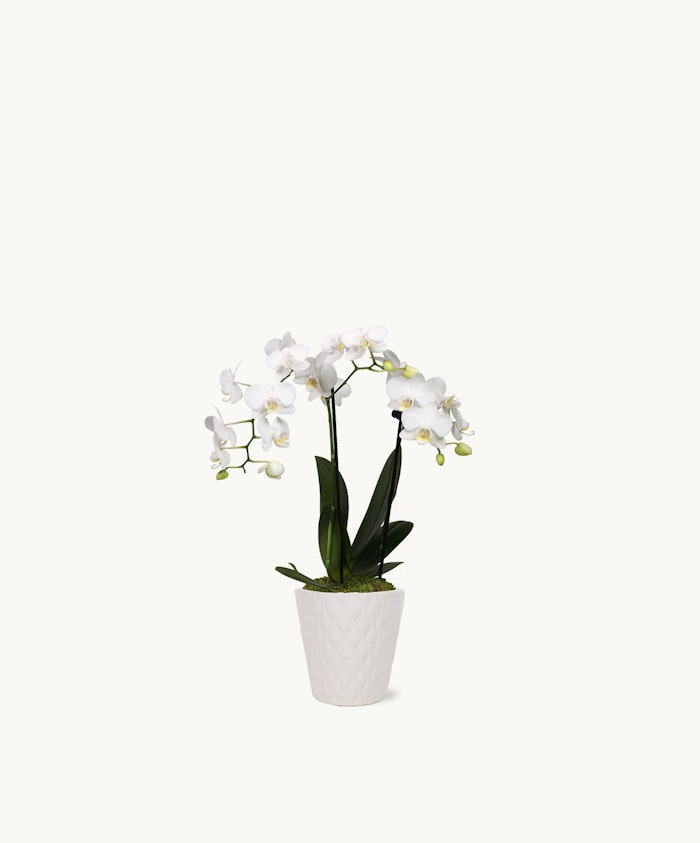 Elegant white orchids in a textured ceramic pot, perfect for home décor or gifts.