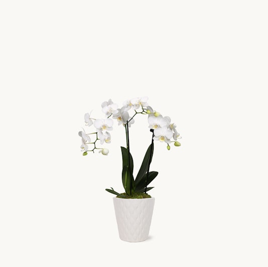 Elegant white orchids in a textured ceramic pot, perfect for home décor or gifts.