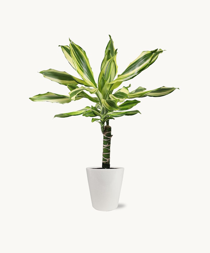 Lush green dracaena plant with striking striped leaves in a modern white pot.