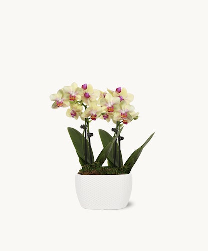 Elegant potted orchid arrangement with delicate blooms and lush green leaves, perfect for decor.