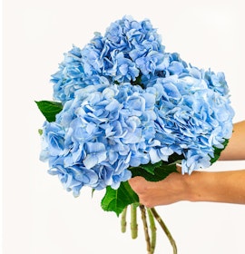 A hand holding a stunning bouquet of light blue hydrangeas, perfect for any occasion.