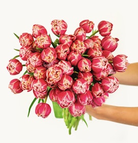 Vibrant bouquet of pink tulips held elegantly, showcasing their lush petals and greenery.