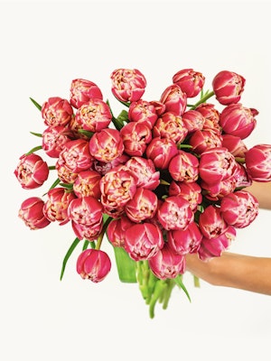 Vibrant bouquet of pink tulips held elegantly, showcasing their lush petals and greenery.