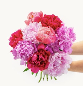 Vibrant bouquet of peonies in shades of pink and red, perfect for celebrations.