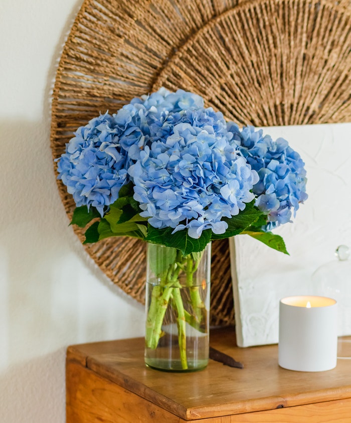 A serene blue hydrangea bouquet in a glass vase, accentuated by lush green leaves.