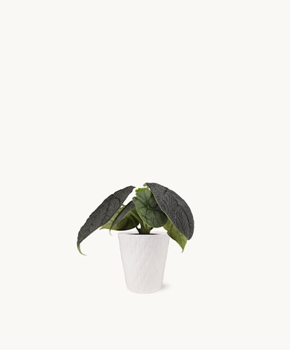 Stylish indoor plant featuring large textured leaves in a chic white pot, perfect for home decor.