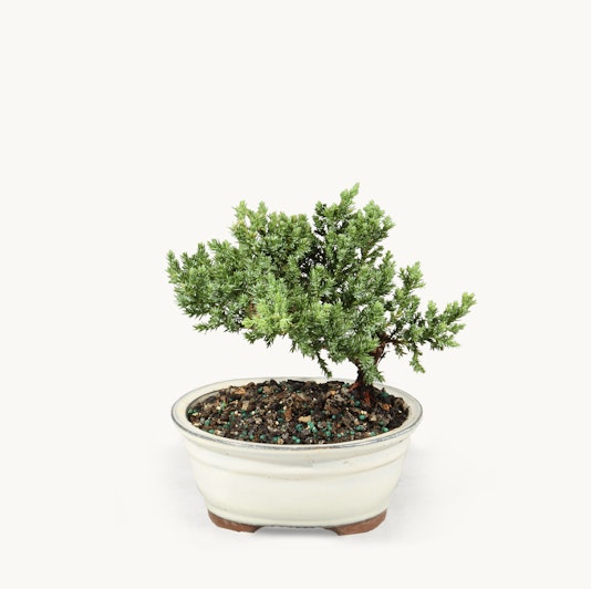 A beautifully shaped bonsai tree in an elegant white pot, ideal for indoor decor.
