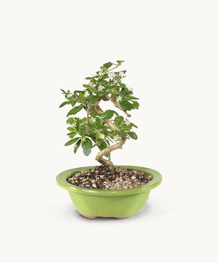 A small, elegantly twisted bonsai tree in a vibrant green pot, showcasing serene natural beauty.