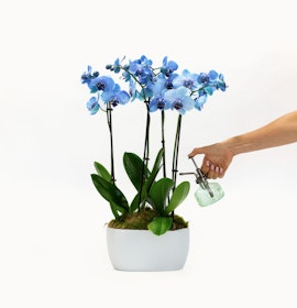 A stunning display of blue orchids in a modern white pot, being elegantly misted with water.