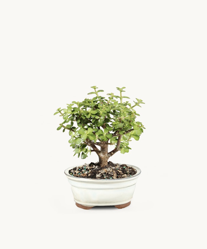 Small jade plant bonsai in a ceramic pot, showcasing lush green leaves and a sturdy trunk.