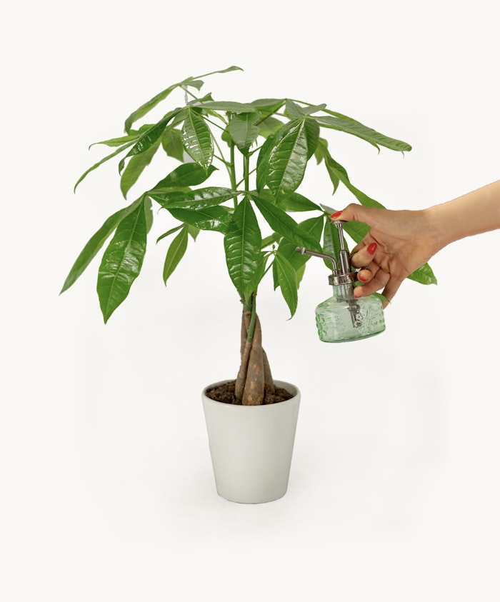 Potted money tree plant being misted for hydration, promoting healthy growth.