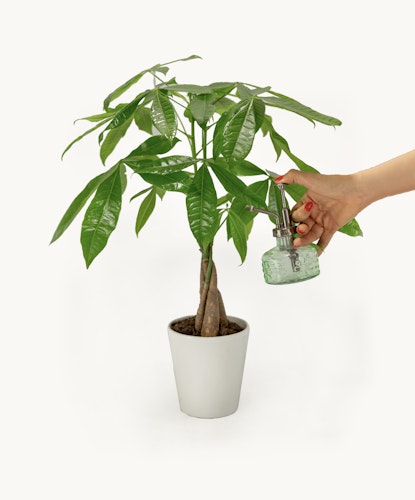 Potted money tree plant being misted for hydration, promoting healthy growth.