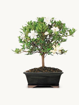 Elegant miniature gardenia bonsai tree with white flowers and lush green leaves.