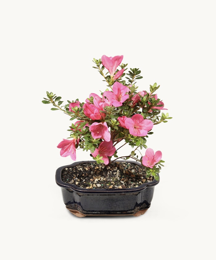 Pink flowering bonsai plant in a stylish ceramic pot, ideal for home decor and gifts.