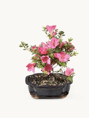 Pink flowering bonsai plant in a stylish ceramic pot, ideal for home decor and gifts.