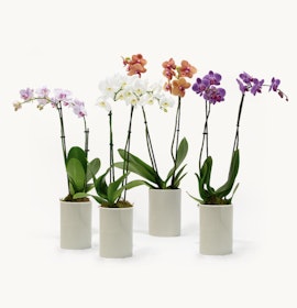 Elegant collection of colorful orchids in minimalist pots, ideal for home decor.
