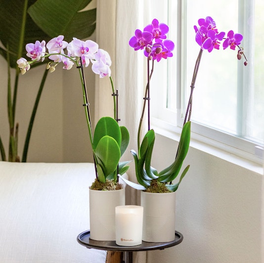 Elegant dual orchid arrangement with white and purple blooms beside a candle, brightening a room.