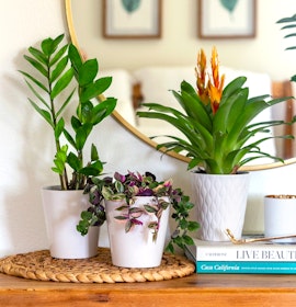 Various indoor plants in stylish pots, enhancing home decor with vibrant greenery.